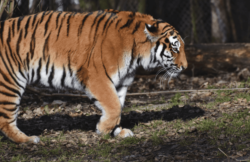 Tijger